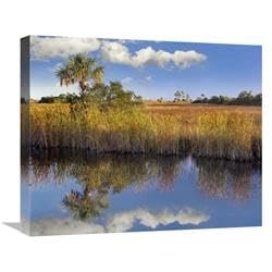 22 in. Cabbage Palm in Wetland, Fakahatchee State Preserve, Florida Art Print - Tim Fitzharris