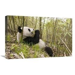 16 x 24 in. Xiang Xiang Eating Bamboo, Wolong Nature Reserve, China Art Print - Katherine Feng