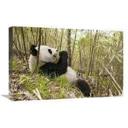 16 x 24 in. Xiang Xiang Eating Bamboo, Wolong Nature Reserve, China Art Print - Katherine Feng