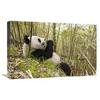 16 x 24 in. Xiang Xiang Eating Bamboo, Wolong Nature Reserve, China Art Print - Katherine Feng view 1
