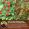 TOG999 30 Bags Ginseng Seven Treasures Kidney Tea, Traditional Chinese Formula for Men & Women, Daily Balance & Herbal Cleansing Routine, 100% Natural Ingredients, Caffeine Free, Non-GMO, Vegan view 3