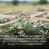 Airoomoil Eucalyptus Essential Oil 4 fl oz, 100% Pure Undiluted Single Note Oil for Shower Steam, Diffuser, Laundry & DIY Cleaning, Aromatherapy, Large Bottle for Home & Daily Use view 4