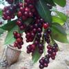 Natural Salted Laurel Cherry (Taflan), Organic, Additive-Free, Authentic Turkish Product, 370g - (TAFLAN TUZLUSU) view 2