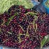 Natural Salted Laurel Cherry (Taflan), Organic, Additive-Free, Authentic Turkish Product, 370g - (TAFLAN TUZLUSU) view 3
