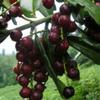 Natural Salted Laurel Cherry (Taflan), Organic, Additive-Free, Authentic Turkish Product, 370g - (TAFLAN TUZLUSU) view 4