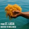 Golden Irish Sea Moss | Wildcrafted from St. Lucia | 4oz Makes ~60+ oz Sea Moss Gel | 100% Natural, Raw & Sun-Dried | Dr. Sebi Inspired, Nutrient-Rich Irish Moss for Health & Wellness view 4