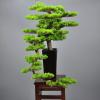 DUYHBAWRS Hotel Sample Room Creative Welcome Pine Bonsai Home Living Room Porch Bonsai Decoration view 2