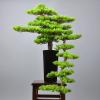 DUYHBAWRS Hotel Sample Room Creative Welcome Pine Bonsai Home Living Room Porch Bonsai Decoration view 3