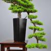 DUYHBAWRS Hotel Sample Room Creative Welcome Pine Bonsai Home Living Room Porch Bonsai Decoration view 4