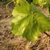 Natural Brined Grape Leaves, Premium Quality, Fresh, Additive-Free, Traditional Flavor, 900g, (DOAL TRK SALAMURA ASMA YAPRAI) - PACK OF 3 view 2