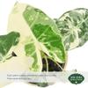 Arcadia Garden Products Live Frydek Variegated Alocasia Rare Indoor Houseplant in Plastic Pot, Tropical Plant Collector Gift for Home and Garden Decor, 4-inch, Beige view 2