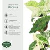 Arcadia Garden Products Live Frydek Variegated Alocasia Rare Indoor Houseplant in Plastic Pot, Tropical Plant Collector Gift for Home and Garden Decor, 4-inch, Beige view 3