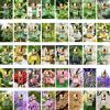 80 Pcs Pure Essential Oils for Diffusers for Home, Skin, Candle and Soap Making, 80 Scents - Tea Tree, Lavender, Lemon, Peppermint, Eucalyptus, Cinnamon, Rose and More, Aromatherapy Oils(80 * 5ML) view 4