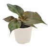 Arcadia Garden Products Live Red Heart Philodendron Rare Indoor Houseplant in Plastic Pot, Tropical Plant Collector Gift for Home and Garden Decor, 4-inch, Beige view 1
