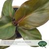 Arcadia Garden Products Live Red Heart Philodendron Rare Indoor Houseplant in Plastic Pot, Tropical Plant Collector Gift for Home and Garden Decor, 4-inch, Beige view 2