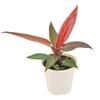 Arcadia Garden Products Live Sun Red Philodendron Rare Indoor Houseplant in Plastic Pot, Tropical Plant Collector Gift for Home and Garden Decor, 4-inch, Beige view 1