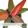 Arcadia Garden Products Live Sun Red Philodendron Rare Indoor Houseplant in Plastic Pot, Tropical Plant Collector Gift for Home and Garden Decor, 4-inch, Beige view 2