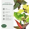 Arcadia Garden Products Live Sun Red Philodendron Rare Indoor Houseplant in Plastic Pot, Tropical Plant Collector Gift for Home and Garden Decor, 4-inch, Beige view 3