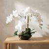 2-Pack 20" White Phalaenopsis Orchids in Black Round Pots Lifelike Faux Silk Flower Arrangements Elegant Home & Office Decor view 3
