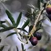 Black Olives, Natural Oiled Cured, Additive-Free, Organic, 750 gr Tin, ( GEMLK JUMBO SYAH ZEYTN) view 4