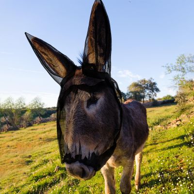 Yeyeplum 1 Pcs Small Donkey Fly Mask with Ear Protection Breathable Mule Fly Mask with Long Ears Protection from Insects and Bugs Soft Mesh with Adjustable Fastener Easy get on and Off(Black)