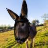 Yeyeplum 1 Pcs Small Donkey Fly Mask with Ear Protection Breathable Mule Fly Mask with Long Ears Protection from Insects and Bugs Soft Mesh with Adjustable Fastener Easy get on and Off(Black) view 1