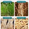 Dried Lalang Grass Rhizome-Pure Natural Chinese Herbal Medicine, 10.58 oz/300g- Bai Mao Gen- tea -Stew soup (Lalang Grass Rhizome) view 2