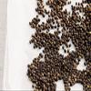 1.7oz Papaya Seeds | Papita Beej | Dried Papaya Seeds | - (50 gm) view 3