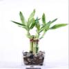 4 in. Good Health Bamboo Arrangment view 1