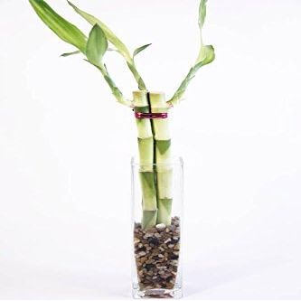 8 in. Contemporary Bamboo Arrangement