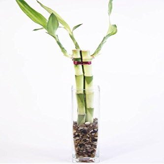 8 in. Contemporary Bamboo Arrangement