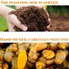 Premium Turmeric Seasoning Powder in Jar - 3.5oz | Curcumin Content view 2
