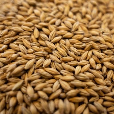RED MALT 10LB Gambrinus Canadian MARS Whole Grain Uncrushed Malted Barley MGAM7021