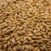 RED MALT 10LB Gambrinus Canadian MARS Whole Grain Uncrushed Malted Barley MGAM7021 view 1