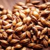AROMA MALT 10LB Weyermann CARAAROMA Specialty Malt Unmilled Drum Roasted Caramel Barley Malt MWEY7063 view 3