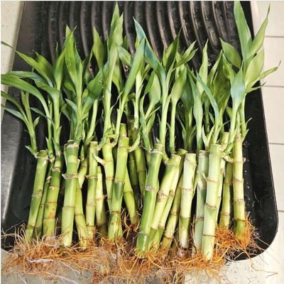 10 Lucky Bamboo Stalks 4 inches with Butterfly Stake, Just add Water, Indoor Perennial Plants, Ideal Gift, Feng Shui