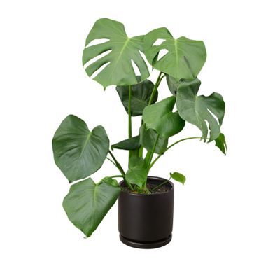 8" Monstera Deliciosa - Swiss Cheese Plant - Split Leaf philodendron