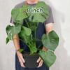 8" Monstera Deliciosa - Swiss Cheese Plant - Split Leaf philodendron view 2