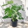 8" Monstera Deliciosa - Swiss Cheese Plant - Split Leaf philodendron view 3