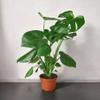 8" Monstera Deliciosa - Swiss Cheese Plant - Split Leaf philodendron view 4