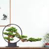 AFPSDLFJDLS Bonsai Luohan Pine Green Plant Porch Floor Sales Office Villa Model Room Decoration view 2