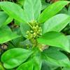 RG Sirukurinjan Powder | | Gurmar | Gymnema Sylvestre | Podapatri | Gudmar | Madhunashini-25 GMS view 3