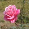 AM Rose Petal Powder | 100 Gm view 3