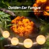 Dried Golden Jelly Fungus, Wild Mushrooms, Gift of nature, Delicious treasures from the mountains, Pure natural mushrooms (Five Pieces, 5oz) view 3