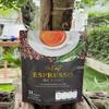 150 grams (10 Sachets) Be Easy Espresso Coffee Mix Healthy 9 in 1 Vegan Snack Robusta Roasted Snack Delicious Mellow Intense Set 10 By Beautygoodshop [Get Free For You Beauty Gifts] view 4
