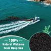 Premium Dried Wakame Seaweed 12oz, 100% Natural Sea Vegetable for Miso Soup, Seaweed Salad, and Ramen, Hand-Harvested, Sun-Dried, Gluten-Free, Non-GMO, Vegan-Friendly Japanese Seaweed for Cooking view 2