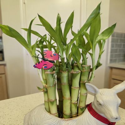 10 Lucky Bamboo Plants 6 Inches, Feng Shui, Indoor Plant, Bring Good Luck to Your Home, Perennial, Easy to Care Plants