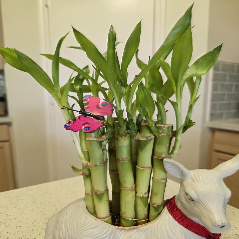 10 Lucky Bamboo Plants 6 Inches, Feng Shui, Indoor Plant, Bring Good Luck to Your Home, Perennial, Easy to Care Plants
