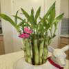 10 Lucky Bamboo Plants 6 Inches, Feng Shui, Indoor Plant, Bring Good Luck to Your Home, Perennial, Easy to Care Plants view 1