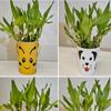 10 Lucky Bamboo Plants 6 Inches, Feng Shui, Indoor Plant, Bring Good Luck to Your Home, Perennial, Easy to Care Plants view 4